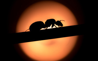 Birds silhouette moon sunset night - two bird free wallpaper