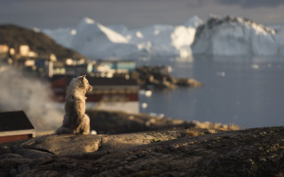 Small animal rock water mountains - arie smit free wallpaper