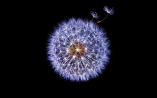 Dandelion flying kimono night sky - a dandelion free wallpaper