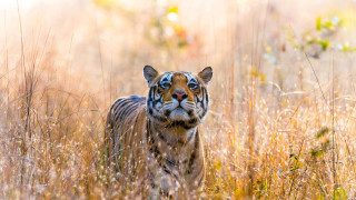 Tiger tallgrass field flowers bokeh - a tiger free wallpaper for desktop