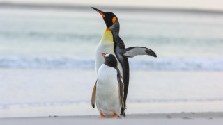 Penguins beach ocean blue sky - the beach next free wallpaper