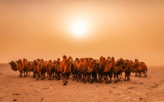 Desert camels sunset jigsaw explosion - the sun in the background free wallpaper