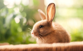 Rabbit table window plants animal - a wooden table next free wallpaper