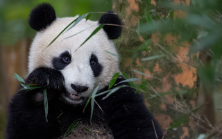 Panda eating bamboo zoo forest - cui bai free wallpaper