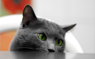 Black cat green eyes table - green eye free wallpaper
