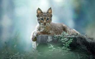 Kitten logs woods night moon - in the wood free wallpaper