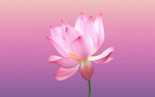Pink flower gradient bloom 3d - a pink center free wallpaper