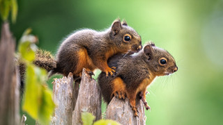 Squirrels wooden post puzzle award - the camera and the other free wallpaper