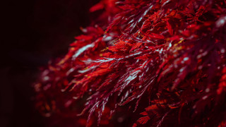 Red tree autumn leaves maple - a red tree free wallpaper