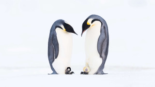 Penguins snow minimalism jigsaw award - their nose free wallpaper