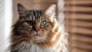 Regal cat green eyes outside - blind free wallpaper