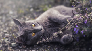 Cat plant yellow eyes flower - a plant free wallpaper