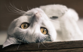 Yellow eyed cat over wooden - the edge free wallpaper
