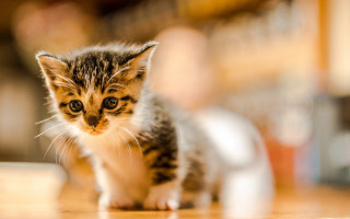 Tiny kitten milk table blurry - a wooden floor next free wallpaper