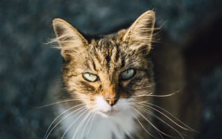 Cat white whiskers blue eye - a blue eye free wallpaper