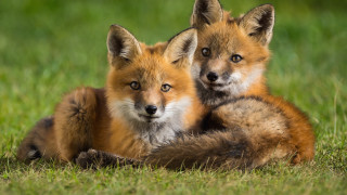 Sad foxes laying grass blurry - two fox free wallpaper