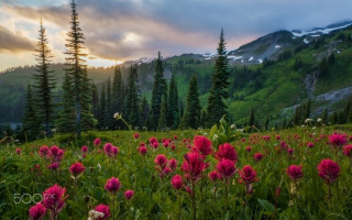 Flower field mountains sunset clouds 4 - a field of flowers free wallpaper for desktop