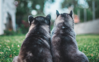 Cats grass trees house blurry - caspar wolf free wallpaper