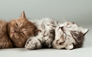 Sleeping cat puzzle animals photorealistic - a cat free wallpaper