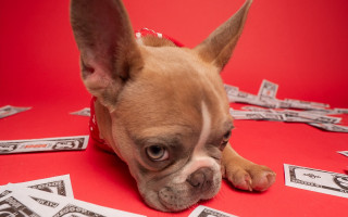 Small dog money red torii - doug ohlson free wallpaper