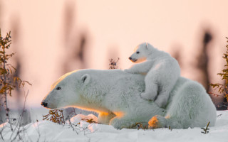 Polar bear snow sunset autumn - eric deschamps free wallpaper
