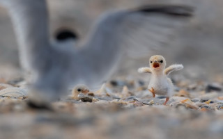 Birds beach flying explosion military - sandy free wallpaper