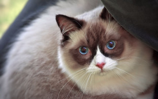 Cat blue eyes hiding under - a pastel free wallpaper for desktop