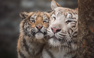 White tiger cubs photorealistic wildlife - the camera and the other free wallpaper