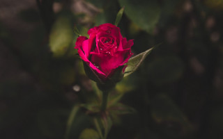 Red rose water droplets blurry 7 - a single red rose free wallpaper
