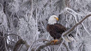 Bald eagle ice frost majesty - free animals wallpaper
