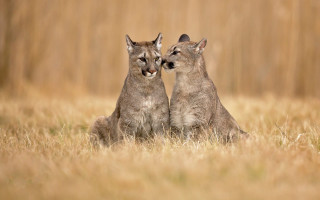 Cougar pair tallgrass outdoor nature - their mouth free wallpaper