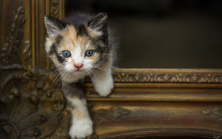 White cat blue eyes mirror 2 - a mirror free wallpaper