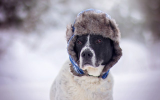 Dog hat snow scarf winter - a scarf free wallpaper for desktop