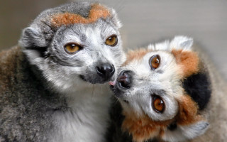 Cat dog licking table photorealistic - a table together free wallpaper