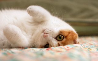 Cat shiba inu puzzle blurry - the bed free wallpaper