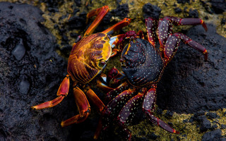 Crab yellow red shell rock - black dot free wallpaper