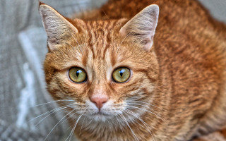 Sad cat green eyes bench - a sad look free wallpaper