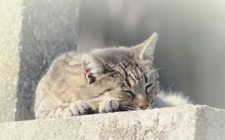 Cat sleeping ledge blurry beach - a ledge free wallpaper