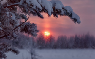 Sunset snowy branch pink sky - a snow free wallpaper