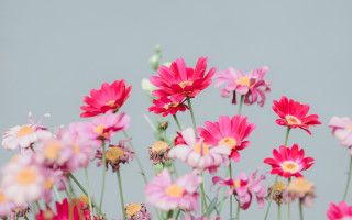 Pink yellow flowers vase blurry - annabel kidston free wallpaper