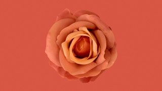 Orange rose red pink generative - elizabeth murray free wallpaper for desktop