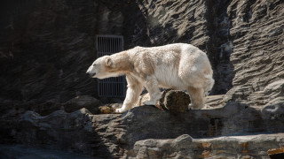 Polar bear rock tilt shift - a rock in a zoo enclosure free wallpaper