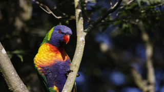Colorful bird forest bokeh depth - a tree branch in a forest area free wallpaper