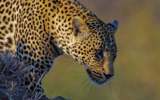 Leopard walking grassy hill wildlife - a leopard free wallpaper