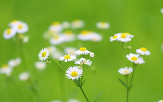 Daisy field green blurry background - a field of daisies free wallpaper