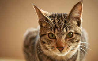 Cat green eyes blurry background 8 - neutral free wallpaper