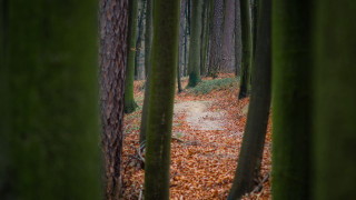 Forest path leaves trees shallow - the ground and trees free wallpaper