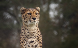 Cheetah rock focus blurry background - a cheetah free wallpaper