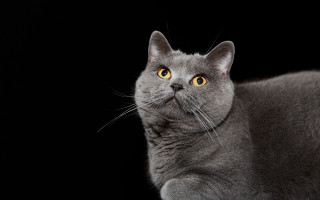 Gray cat yellow eyes portrait - grey background free wallpaper