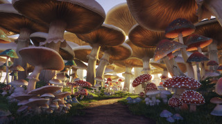 Mushrooms forest path psychedelic plant - a group of mushrooms free wallpaper